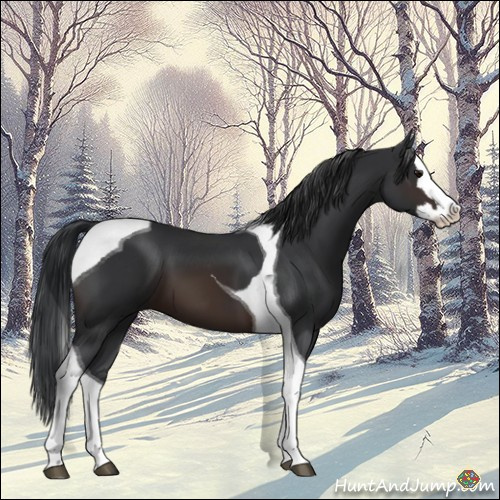 Horse Color:Brown Splash Tobiano