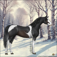 Horse Color:Brown Splash Tobiano 