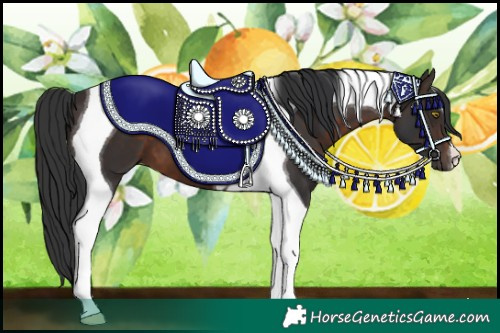 Horse Color:Brown Tobiano 