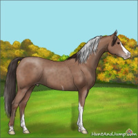 Horse Color:Classic Champagne Splash Tobiano 