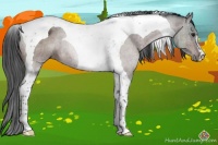Horse Color:Brown Tobiano 