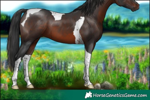 Horse Color:Brown Tobiano 
