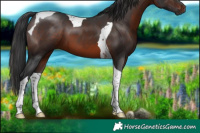 Horse Color:Brown Tobiano 
