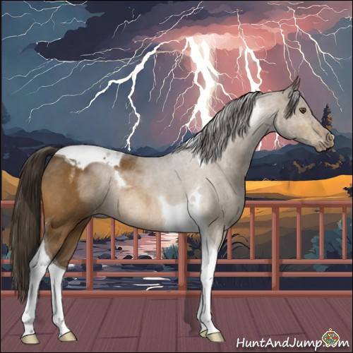 Horse Color:Buckskin Tobiano Appaloosa Rabicano 