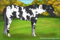 Horse Color:White Spotted Black