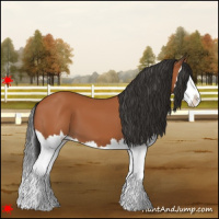 Horse Color:Bay Splash 