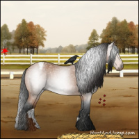Horse Color:Gray Bay Roan Appaloosa 