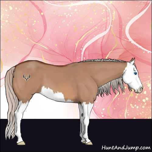 Horse Color:Silver Bay Dun Splash 