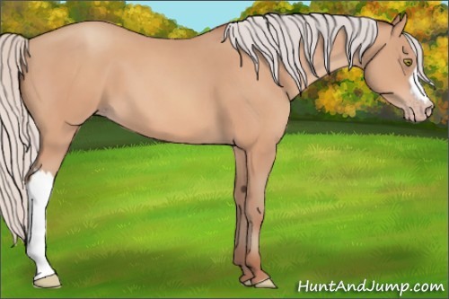Horse Color:Silver Amber Champagne 