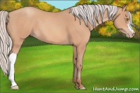 Horse Color:Silver Amber Champagne 