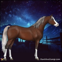 Horse Color:Silver Bay Splash 