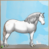 Horse Color:White Spotted Gold Champagne Varnish 