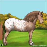 Horse Color:Gold Champagne Appaloosa