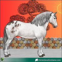 Horse Color:Brown Dun Appaloosa 