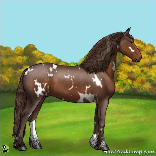 Horse Color:White Spotted Liver Chestnut