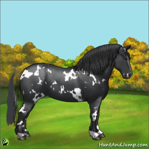 Horse Color:White Spotted Black 