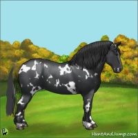 Horse Color:White Spotted Black