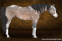 Horse Color:Buckskin Ice Splash Rabicano