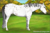 Horse Color:White Spotted Bay Splash Appaloosa 