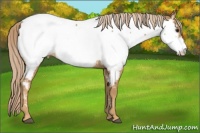Horse Color:Chestnut Appaloosa 