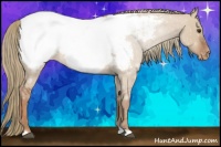 Horse Color:Red Dun Roan Appaloosa Rabicano 