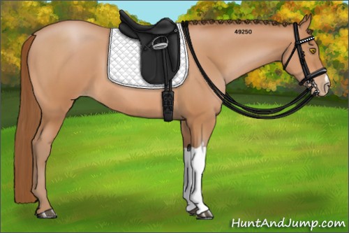 Horse Color:Bay Pearl