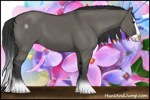 Horse Color:Grullo Splash 