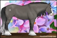 Horse Color:Grullo Splash 