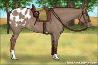 Horse Color:Liver Red Dun Roan Appaloosa 