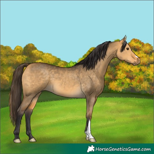 Horse Color:Buckskin Dun 