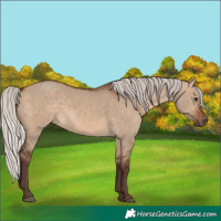 Horse Color:Silver Brown Dun