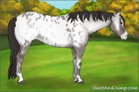 Horse Color:Platinum Liver Red Dun Onyx Sabino Appaloosa Rabicano 