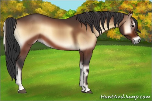 Horse Color:Bay Onyx Rabicano 