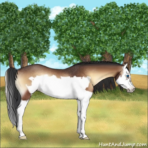 Horse Color:Bay Onyx Splash Frame Rabicano 