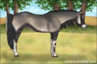 Horse Color:Blue Onyx 