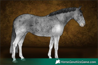 Horse Color:White Spotted Blue Roan 