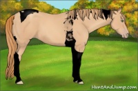 Horse Color:Void Gold Champagne Tobiano 
