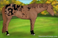 Horse Color:Void Chestnut Appaloosa 