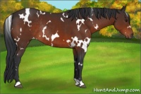 Horse Color:White Spotted Bay Rabicano 
