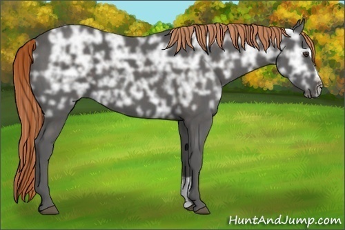 Horse Color:Liver Chestnut Ice Sabino