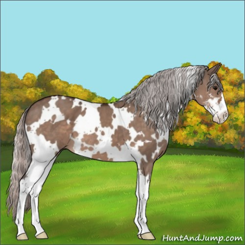 Horse Color:White Spotted Silver Brown Dun Mushroom Sabino 