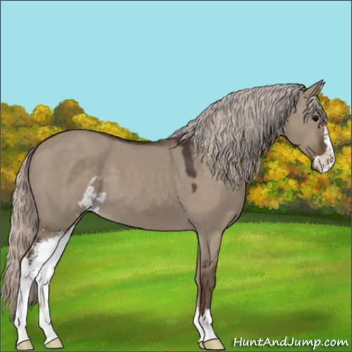Horse Color:Silver Grullo Sabino 