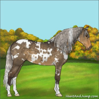 Horse Color:White Spotted Silver Smoky Grullo