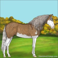 Horse Color:Silver Buckskin Dun Sabino Splash