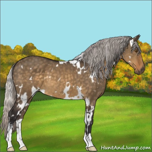Horse Color:White Spotted Silver Buckskin Dun Mushroom Sabino 