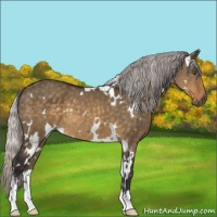 Horse Color:White Spotted Silver Buckskin Dun Mushroom Sabino 