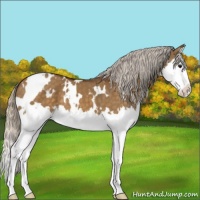 Horse Color:White Spotted Silver Buckskin Dun Sabino Splash 