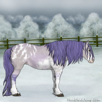 Horse Color:Watercolor Buckskin Sabino Appaloosa 