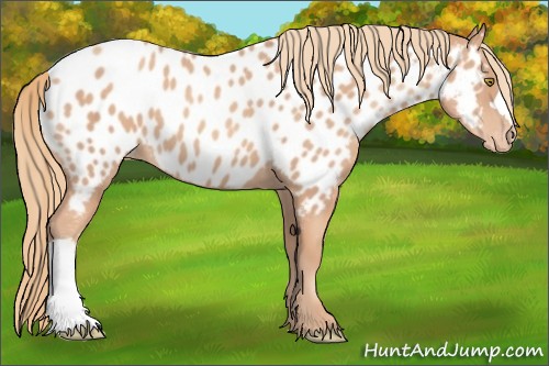 Horse Color:Gold Champagne Appaloosa