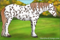 Horse Color:Liver Chestnut Leopard Rabicano 